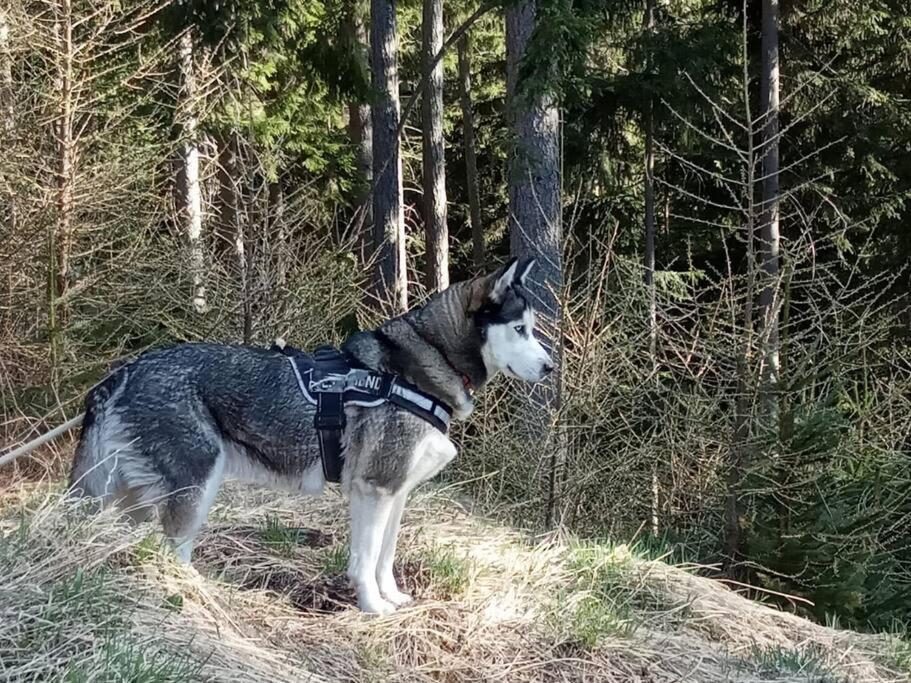 Wohnung Rheintal Im Alpenvorland Batschuns Exteriör bild
